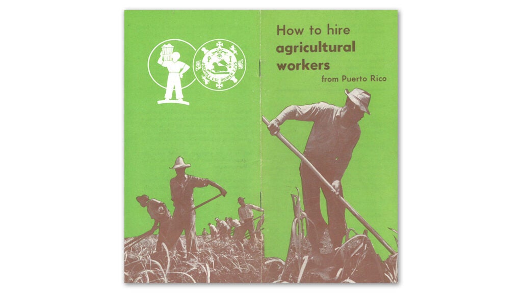 Front and back cover panel of a 1951 pamphlet titled, "How to Hire Agricultural Workers from Puerto Rico." The front cover is a photo of a man, wearing a hat, using a handheld tool to tend to a crop of what is likely tobacco. The back cover shows a group of men doing the same. The sky is cutout from the original photos, replaced with a green background for the pamphlet. 